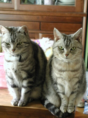 いつも一緒だったクリス（左）とココ（右）。顔は似ているような・似てないような…？ココのほうが少し色が薄く、小柄でした