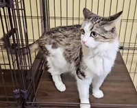 今は歩けるようになったというミラクルちゃん（「アニマルレスキューたんぽぽ」さん提供）