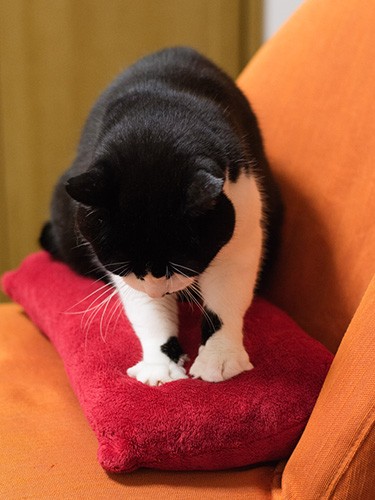 「ふみ〜ふみ」（小林写函撮影）