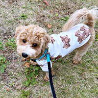 散歩中、チラッと飼い主さんを見上げるたむくん（画像提供：たむさん） ※無断転載禁止