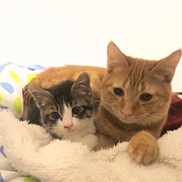 ゴマちゃんを守るように寄り添うムギちゃん（右）