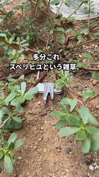 "謎の植物"の正体は「スベリヒユ」という夏の雑草でした／はこさん（@hakogarden）提供