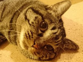 テレビの音には動じない猫　敏感に反応する小さな音とは？