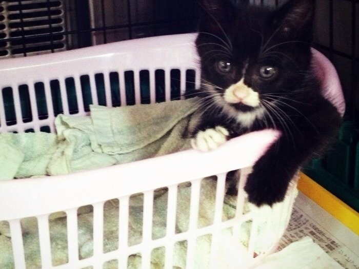 子猫時代も魅惑的「ちょっと寄ってく？」