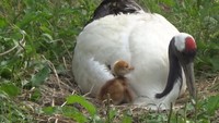岡山県自然保護センターでタンチョウのひなが誕生