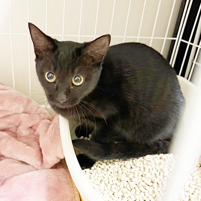 保護後、ケージのなかでおとなしく過ごすクロミ姫ちゃん（画像提供：安田武史さん）