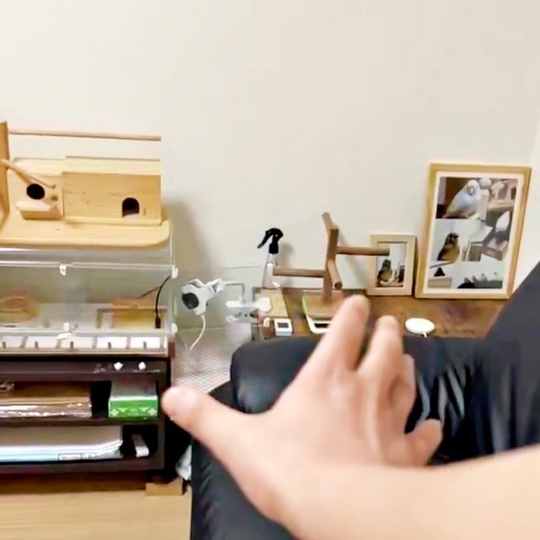 ポッケくんが飛び去って、飼い主さんの手がぽつんーー（画像提供：白文鳥のコッコさん）