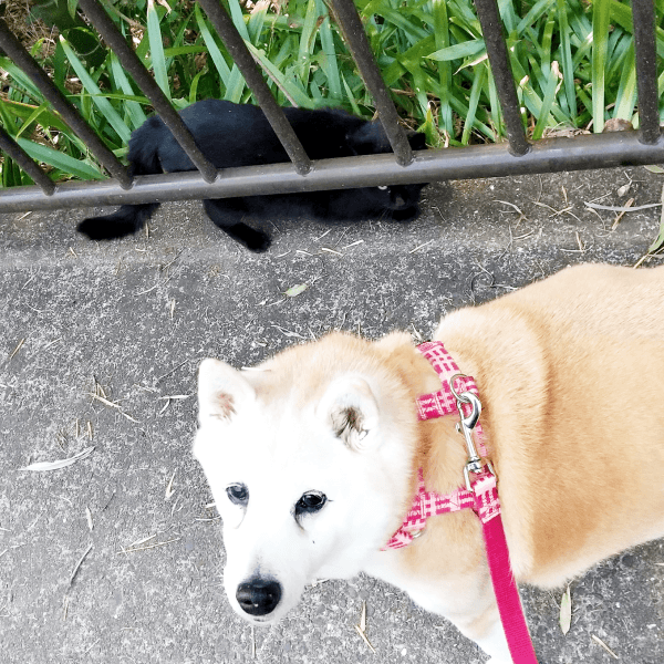 少しずつそばに来るようになったみいたろうくん（画像提供：くろねこ みいたろうさん）