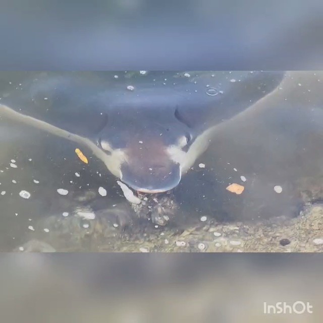 運河に大量侵入してきた「エイ」に注意を 水質が改善された証だが…漁業