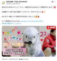 ラッコのメイは5月9日が誕生日（鳥羽水族館公式Xから）