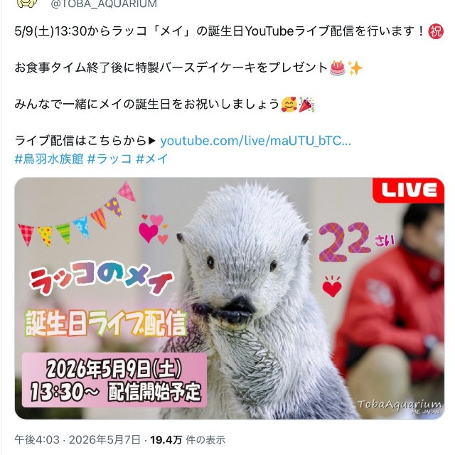 ラッコのメイは5月9日が誕生日（鳥羽水族館公式Xから）