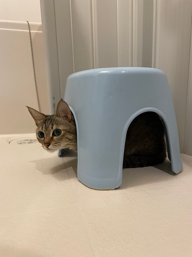 かくれんぼしてるにゃ＝とうふさん（@uratakaxx）提供