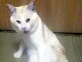 ステップ踏んで「猫ダンス」！　シャンパンゴールドのチーパパ 