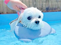 ライフジャケットを着けてプールで泳ぐえみちゃん（画像提供：マルチーズのえみさん）