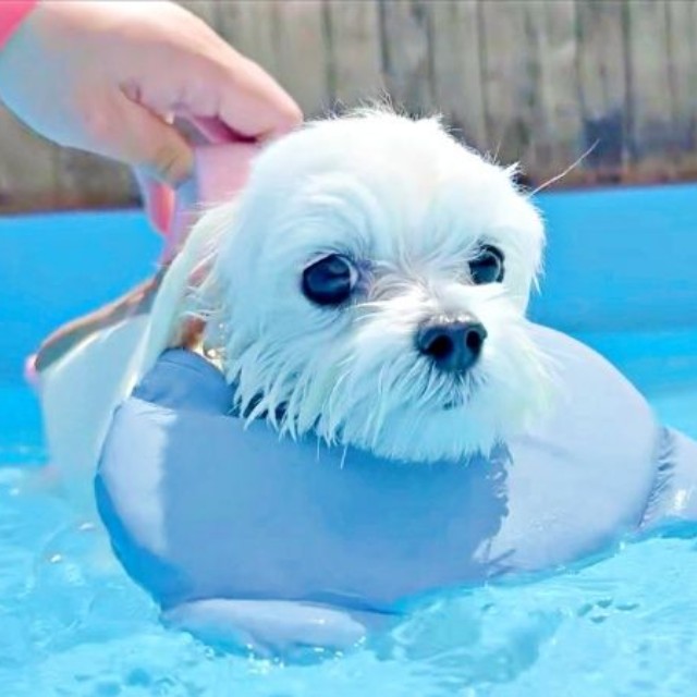 ライフジャケットを着けてプールで泳ぐえみちゃん（画像提供：マルチーズのえみさん）