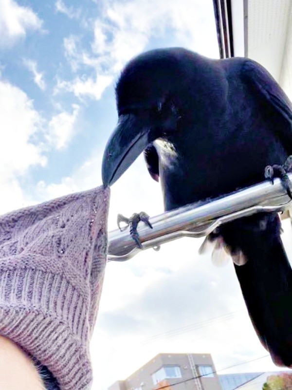 仲良くなったカラスのボワちゃん（画像提供：てつトチさん）