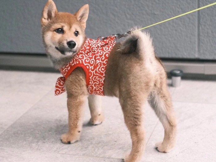 家にきたころの「えびす」