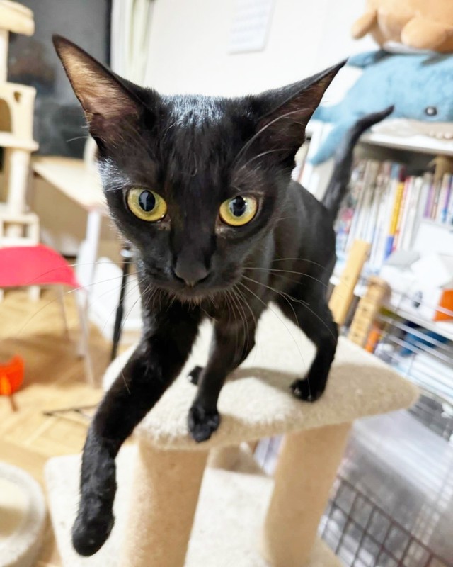 キャットタワーの上に登るクロミ姫ちゃん（画像提供：安田武史さん）