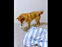 しばらくすると、パクッとおやつを食べ始めたポンちゃん（画像提供：柴犬 ポン2さん）