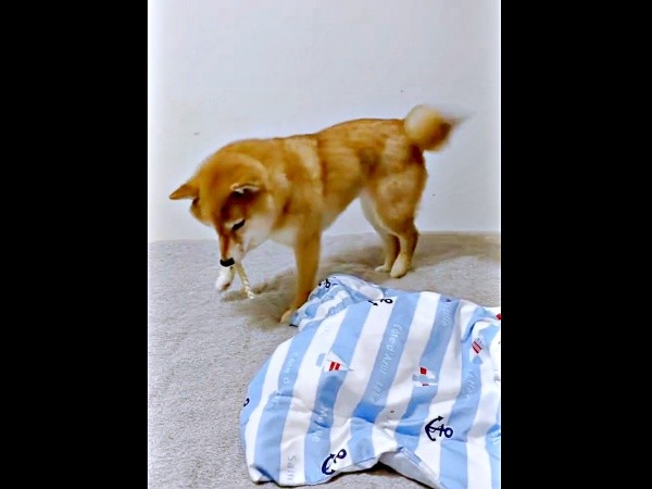 しばらくすると、パクッとおやつを食べ始めたポンちゃん（画像提供：柴犬 ポン2さん）