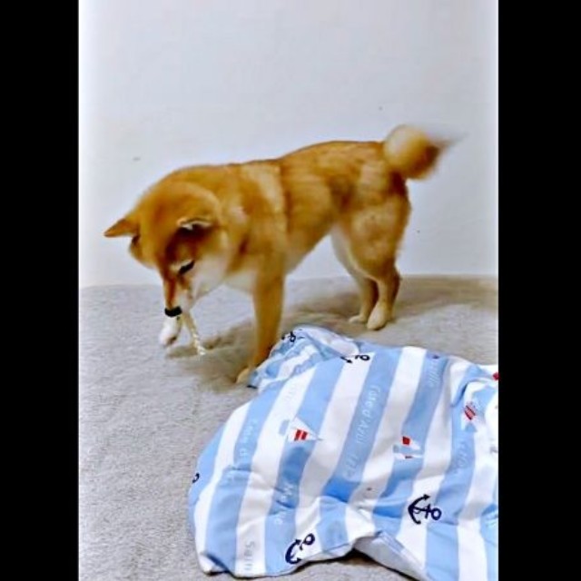 しばらくすると、パクッとおやつを食べ始めたポンちゃん（画像提供：柴犬 ポン2さん）