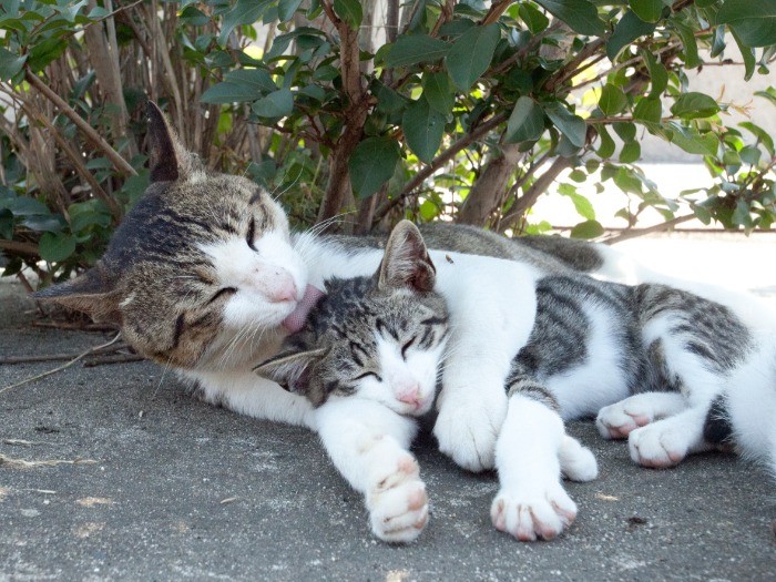 猫の親子。なんと、お母さんでなく、お父さん猫だそう。（C）Yamamoto Masayoshi