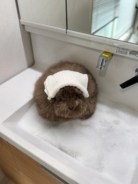 しぶしぶ…（画像提供：ごつもりプードルさん）