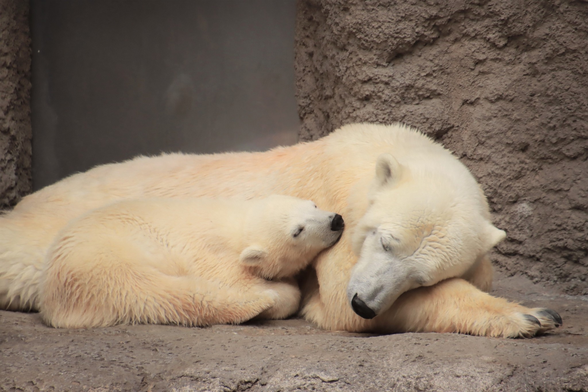 ようやく初泳ぎ！」「ダイブに夢中」旭山動物園の赤ちゃん