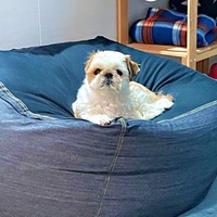 クッション上でくつろぐコタロウくん（画像提供：コタロウだよさん）