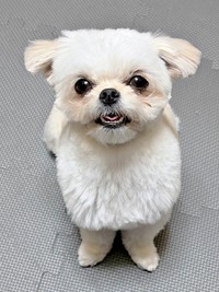 にっこり笑顔がキュートなすずめちゃん（画像提供：チワマルすずめさん）