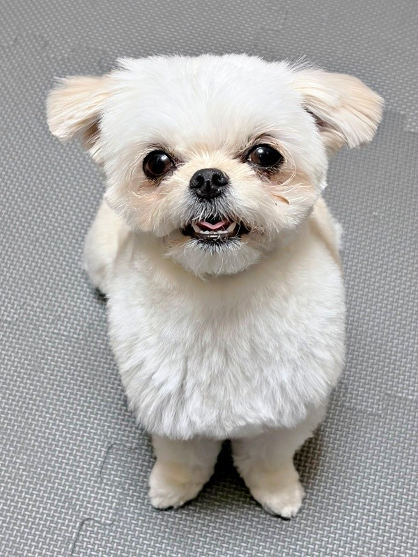 にっこり笑顔がキュートなすずめちゃん（画像提供：チワマルすずめさん）