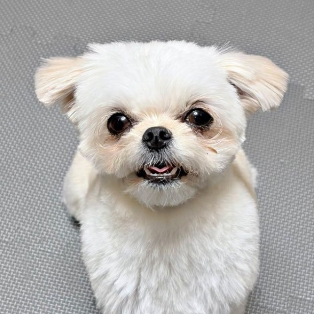 にっこり笑顔がキュートなすずめちゃん（画像提供：チワマルすずめさん）