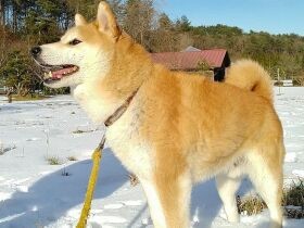 全然寒くないよ～！　天気のいい日に雪遊びを楽しむ柴犬「フク」