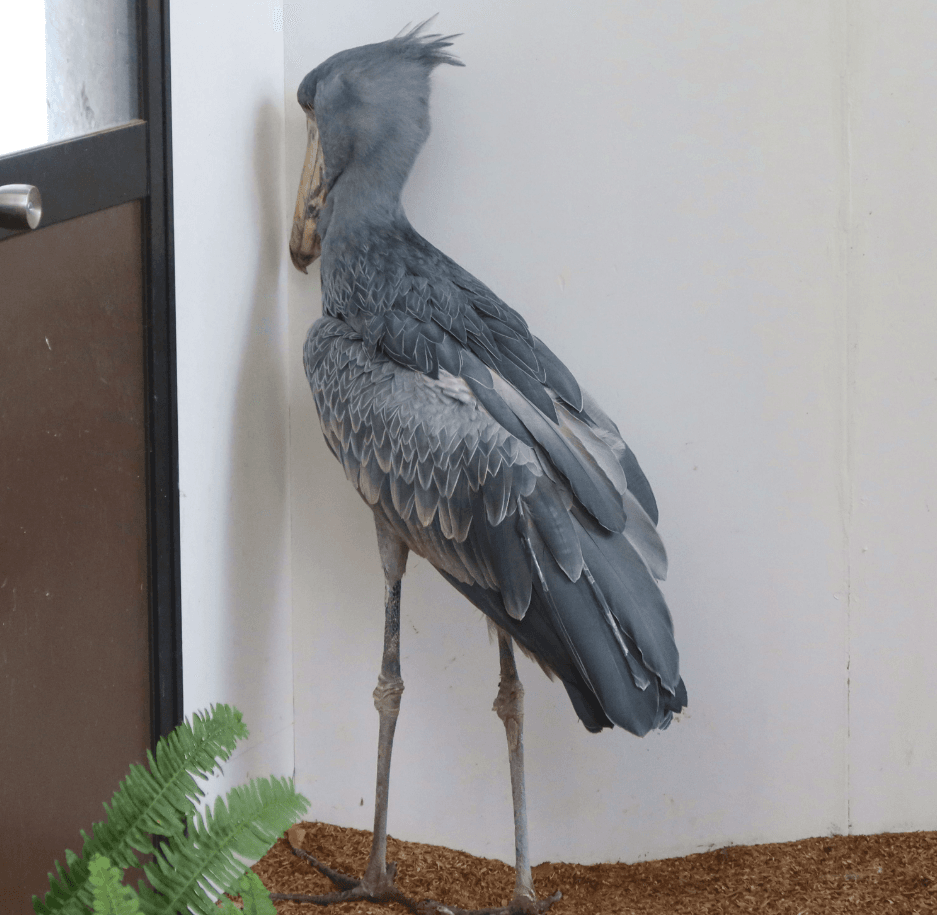 「何悩みでもある？」これが本当のすみっこぐらし 画像提供：松江フォーゲルパーク