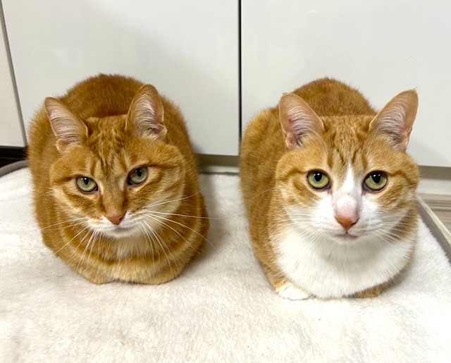飼い主さんちで暮らす元野良猫の兄弟、カイちゃん（左）とクウちゃん（右）（画像提供：クウとカイさん）