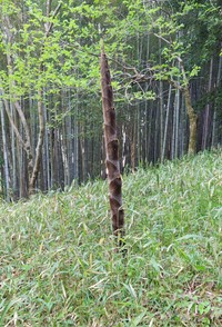 2メートルほどの高さになることもあるとか(「野食に詳しいミユbot」さん提供)
