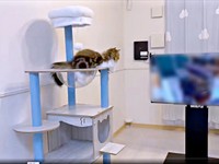 キャットタワーの上でテレビをじっと見つめるダリくん（画像提供：村人Cさん）