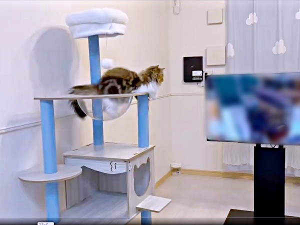キャットタワーの上でテレビをじっと見つめるダリくん（画像提供：村人Cさん）