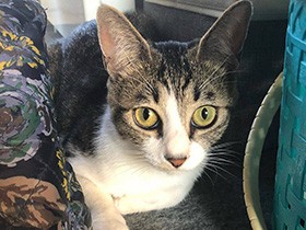 きれいなアイラインが自慢の美人さん！　キジ白MIX「小春」　