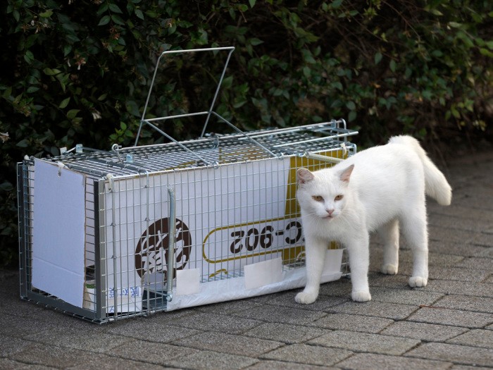 太田さんがシロを家に連れて行く時に使った捕獲器。なかなか入らなかったが、加藤さんが抱くとおとなしく入った　扶桑社/(C)太田康介