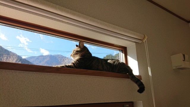 気持ち良さそうに外を眺める＝キジトラのチビ&ムギさん提供