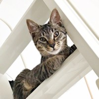 生後推定5、6カ月、おうちに迎えられた蓮くん（画像提供：うにねこさん）