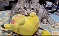 大好きなピカチュウのぬいぐるみ♡ 瞬きもせず、ふみふみするまいたけさん（画像提供：亜麻音 あかねさん）