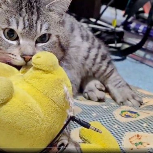 大好きなピカチュウのぬいぐるみ♡ 瞬きもせず、ふみふみするまいたけさん（画像提供：亜麻音 あかねさん）