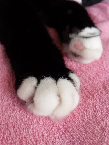 かにパン？くりーむパン？いいえサリーのお手手です！（ピンクの美味しそうな肉球にも注目）