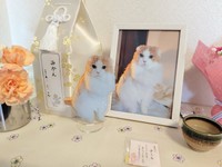 自宅には祭壇という形で、みかんくんの居場所がちゃんとある