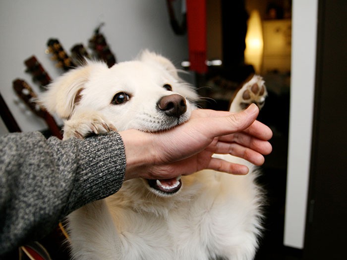 「かまえよコノヤロー」の幼い大吉