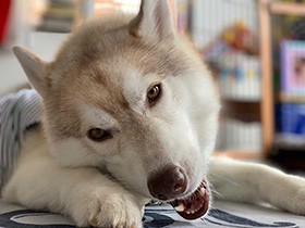 ガムに夢中だよ　シベリアンハスキーの「ジャッキー」