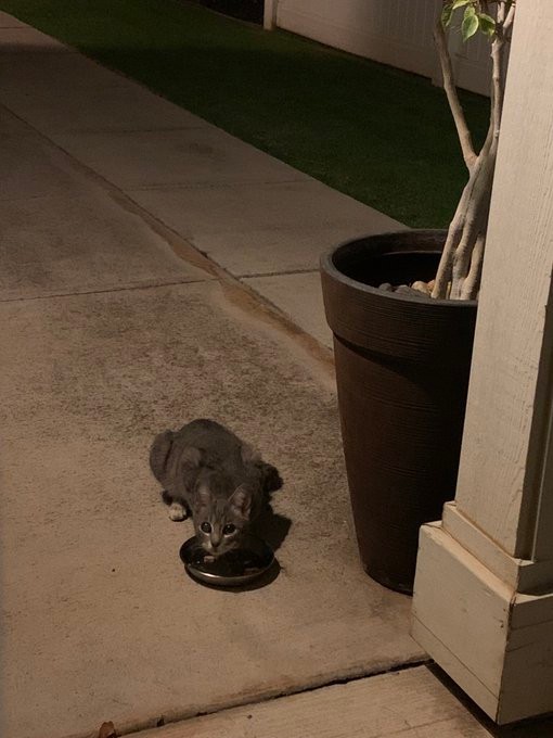 ごはんを食べに来ていたジニちゃん＝ブーマーとミアさん（@BoomerAndMia）提供