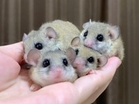 「ただのかわいい集合体」とアップされたアフリカヤマネたち（写真提供：Mimiさん）